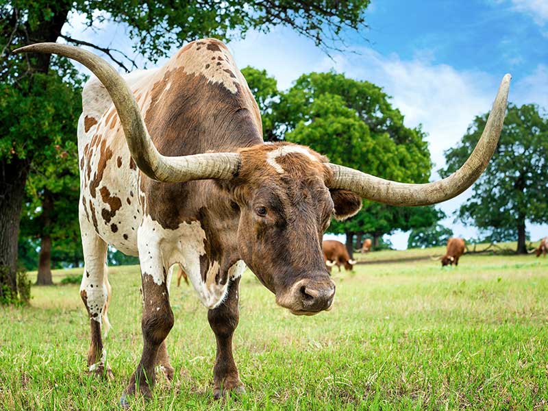 texas longhorn