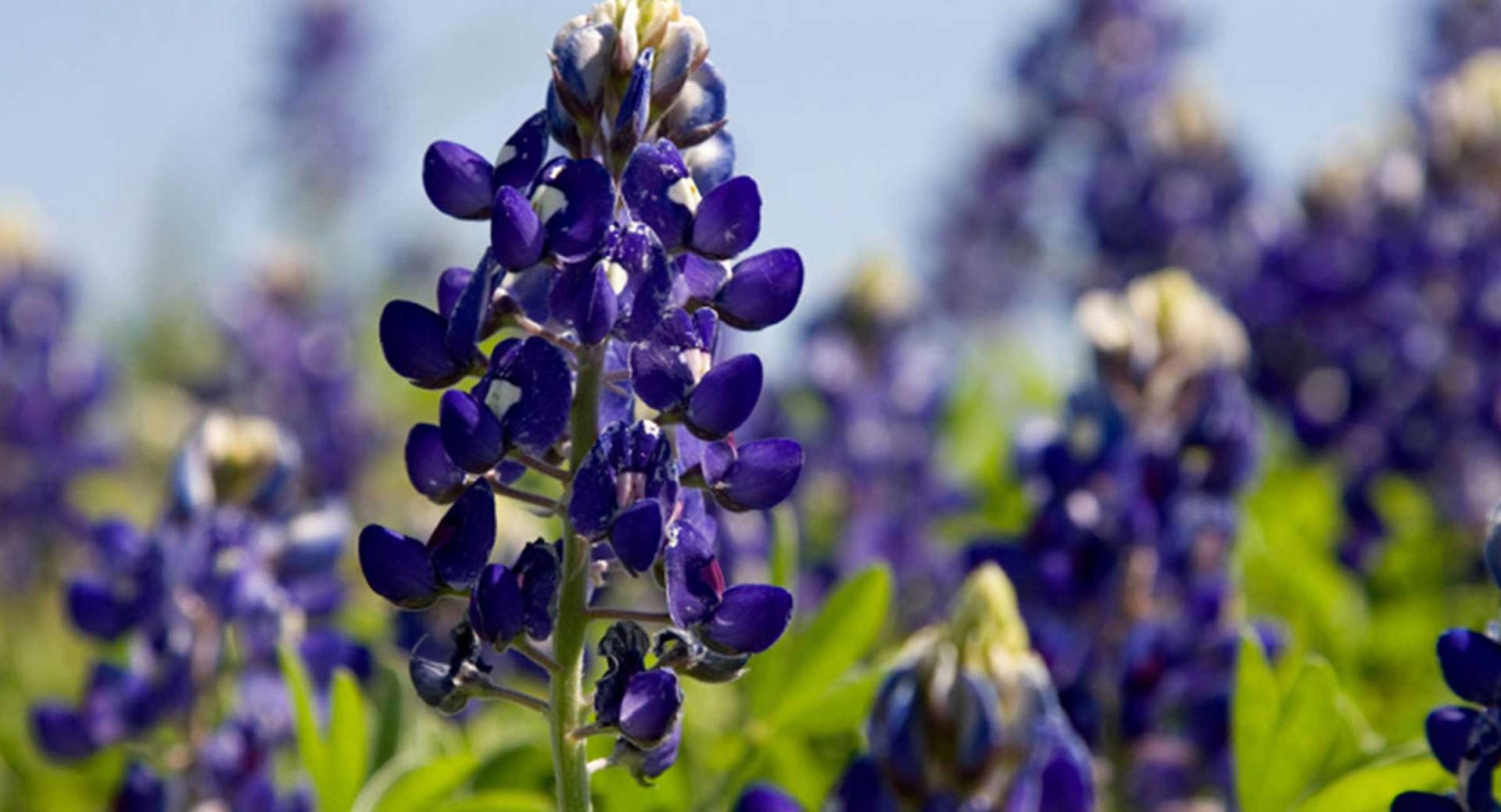 Bluebonnets