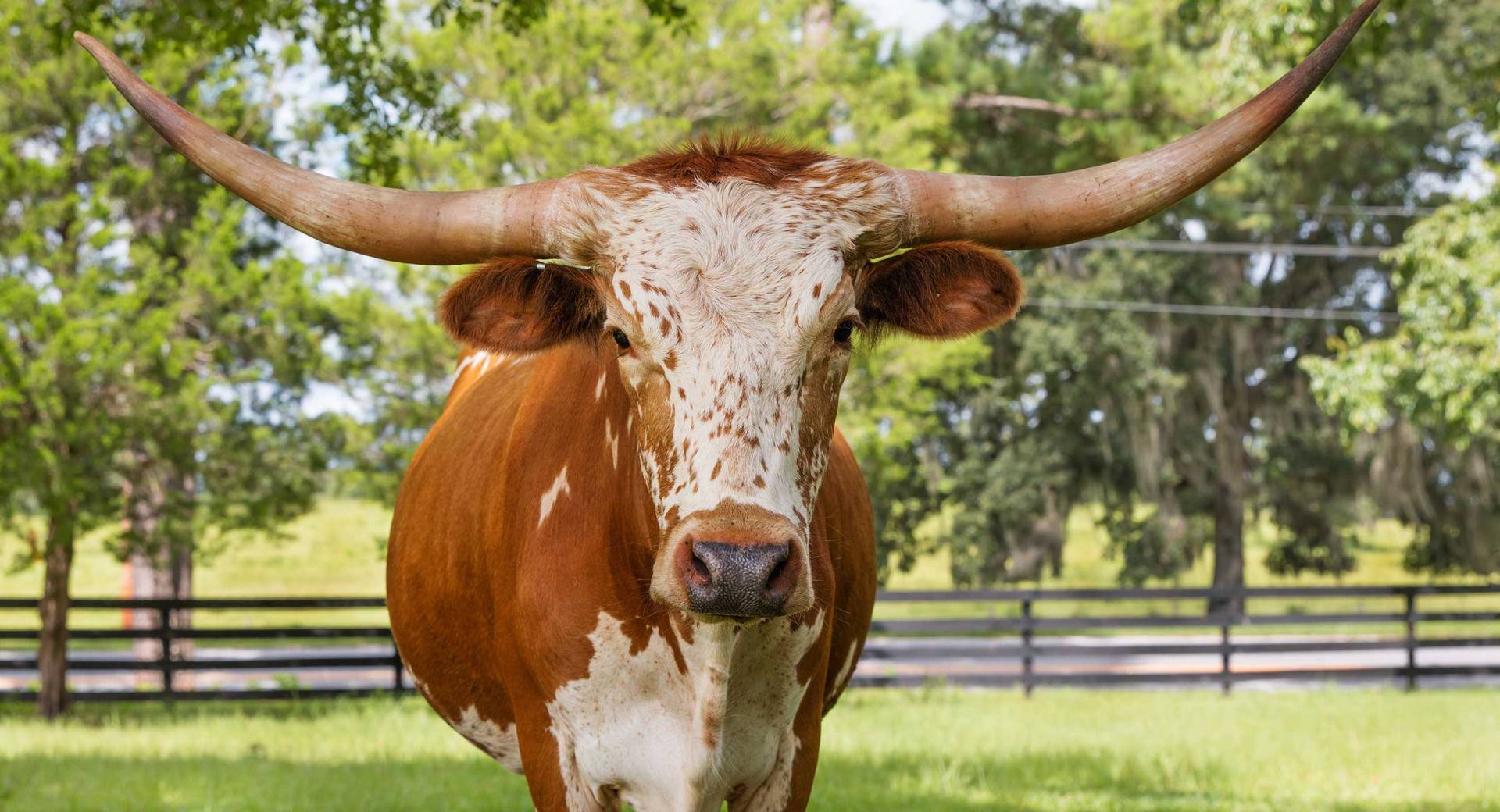 Longhorn